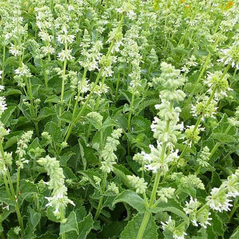 Salvia verticillata Alba - Sauge verticillée (Flowering)