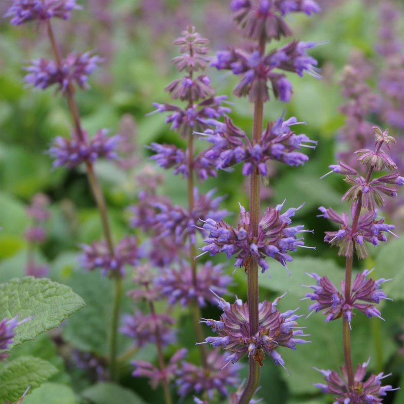 Sauge verticillée - Salvia verticillata Endless Love (Flowering)