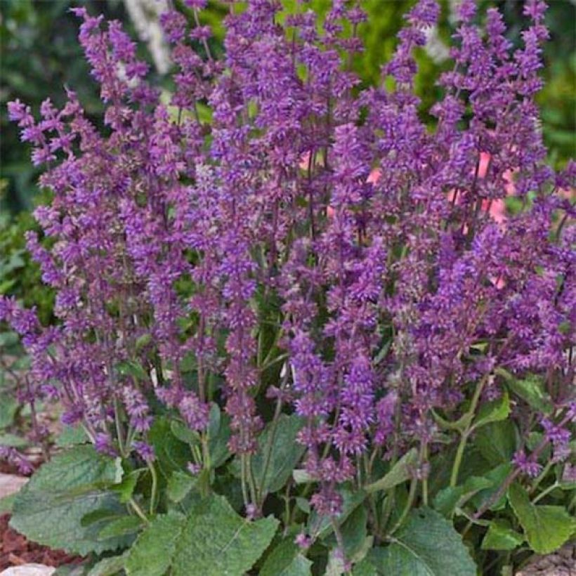 Sauge verticillée - Salvia verticillata Endless Love (Plant habit)