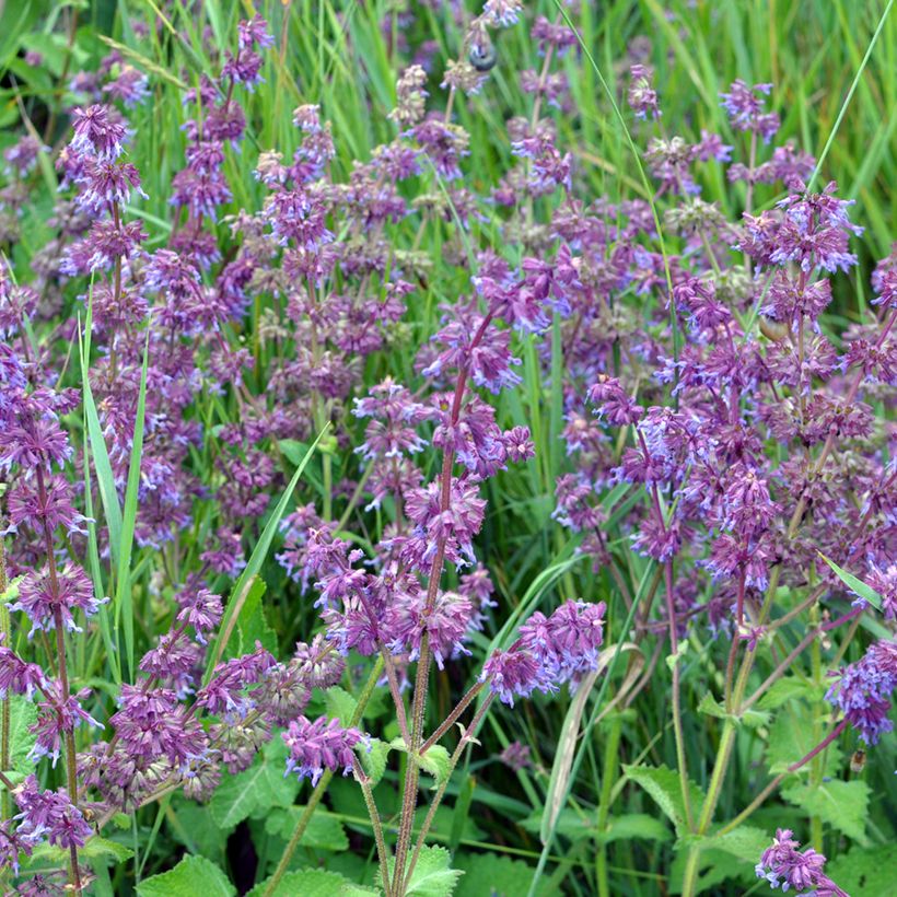 Salvia verticillata Hannay's Blue - Sauge verticillée. (Plant habit)
