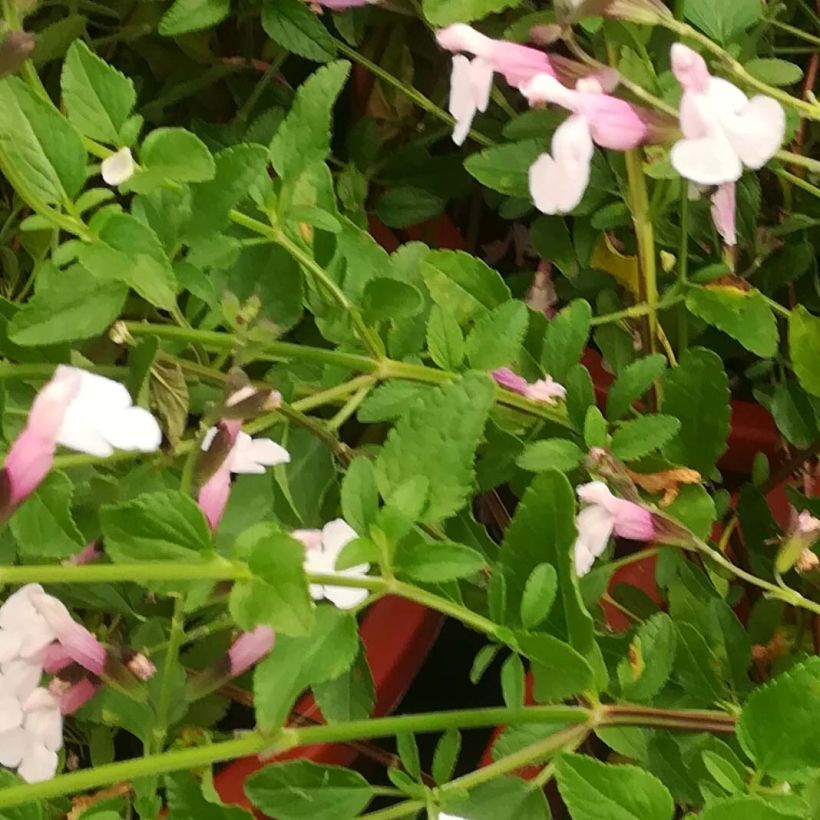 Salvia x jamensis Delice Roselilac - sauge arbustive (Foliage)