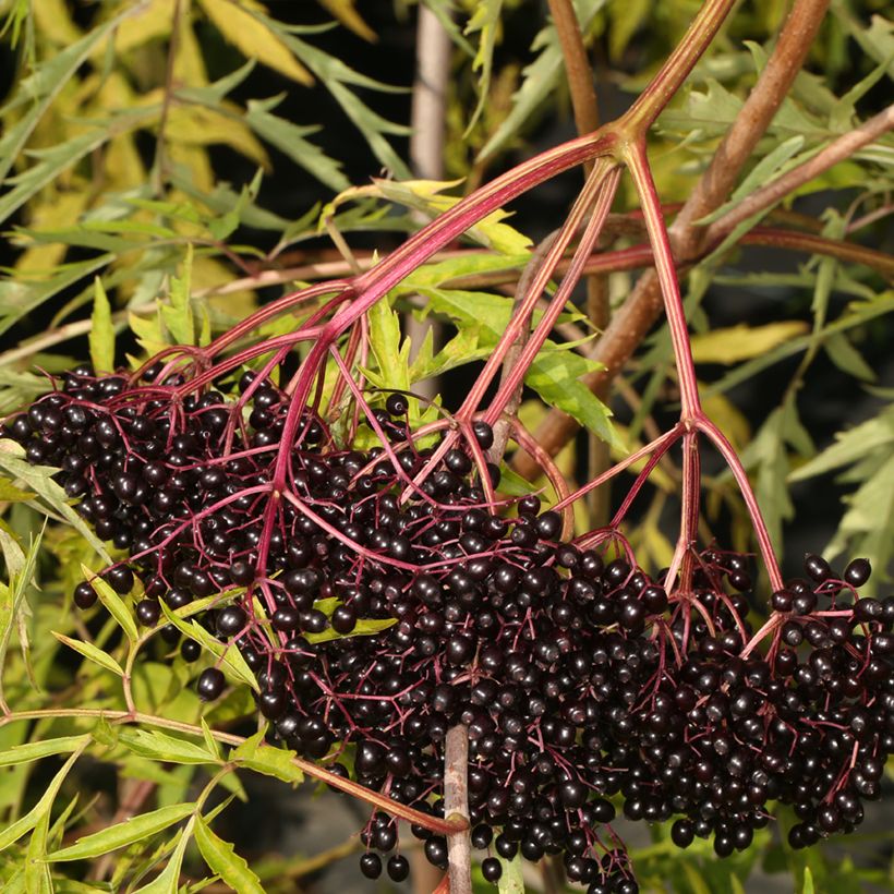 Sureau du Canada - Sambucus canadensis Acutiloba (Harvest)