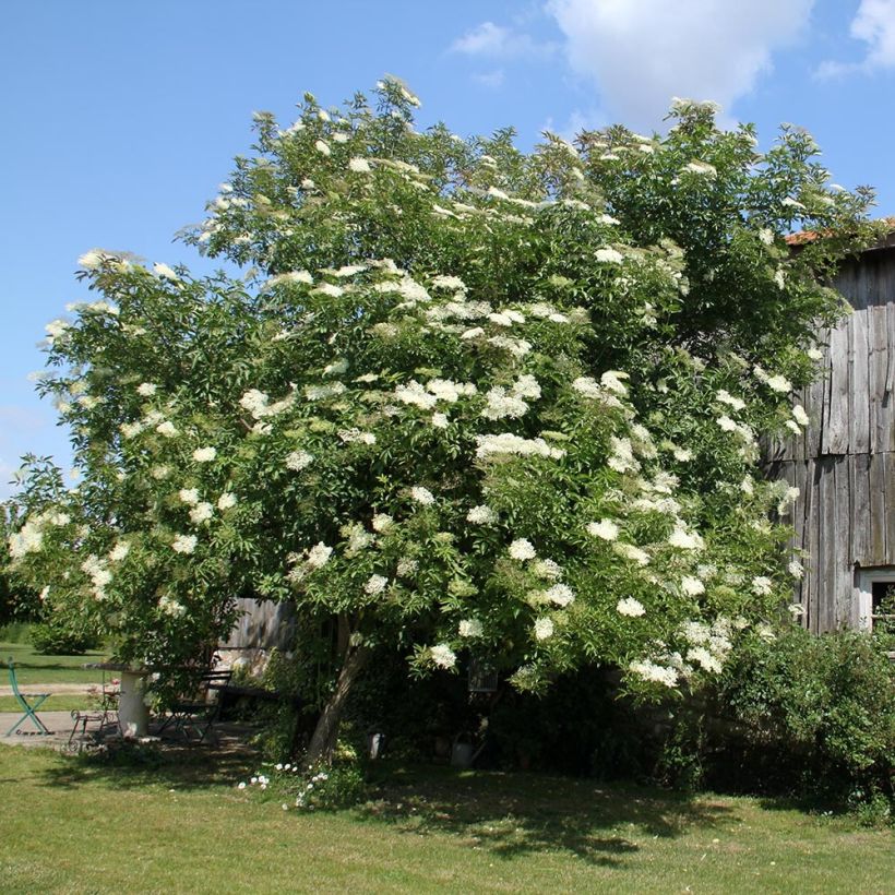 Sureau noir - Sambucus nigra (Plant habit)