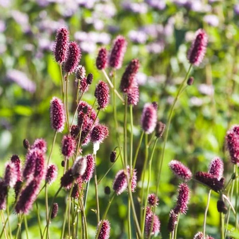 Sanguisorba menziesii - Sanguisorbe rouge (Flowering)