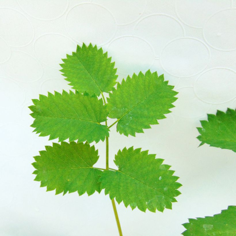 Sanguisorba menziesii - Sanguisorbe rouge (Foliage)