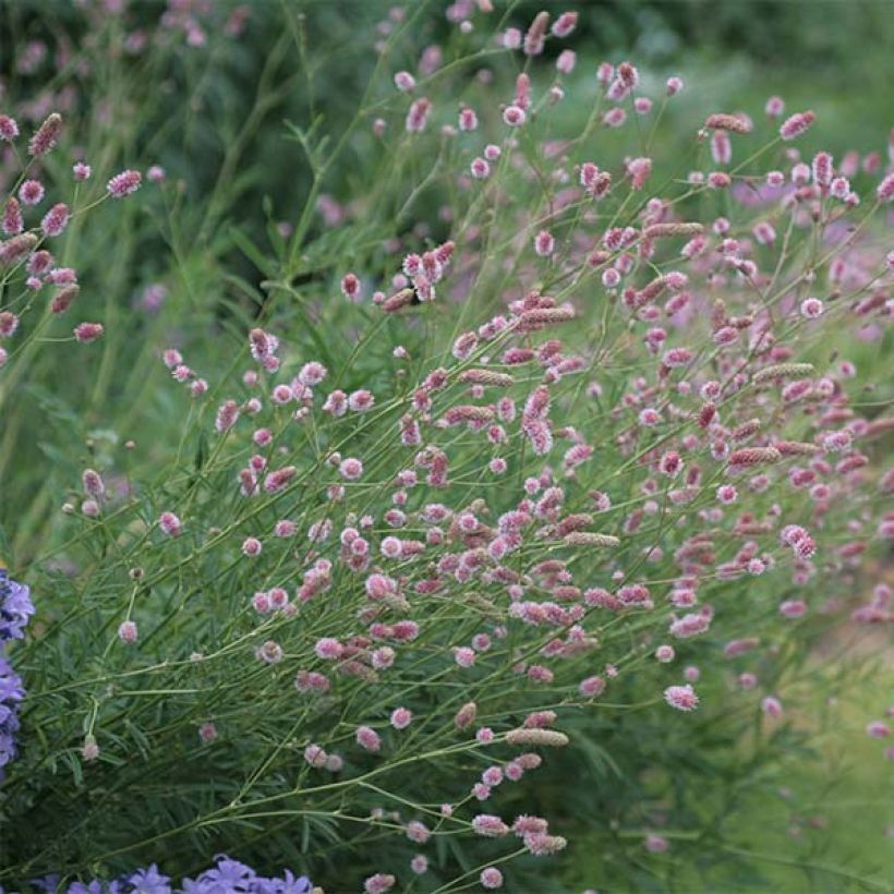 Sanguisorba officinalis Pink Tanna - Grande Pimprenelle (Plant habit)