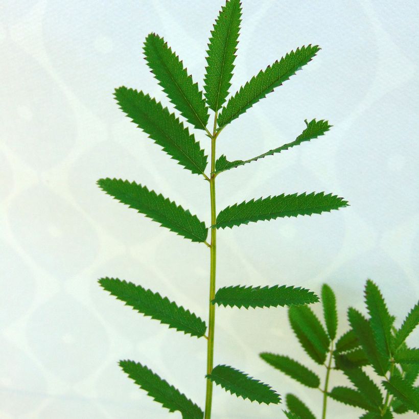 Sanguisorba officinalis Pink Tanna - Grande Pimprenelle (Foliage)