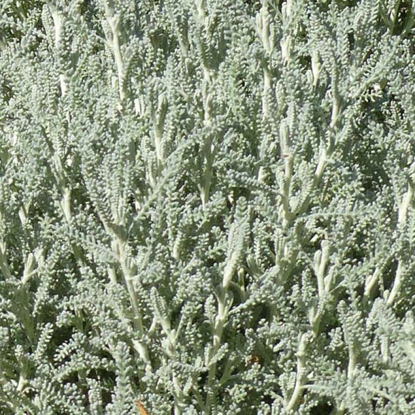 Santolina chamaecyparissus - Santoline argentée   (Foliage)