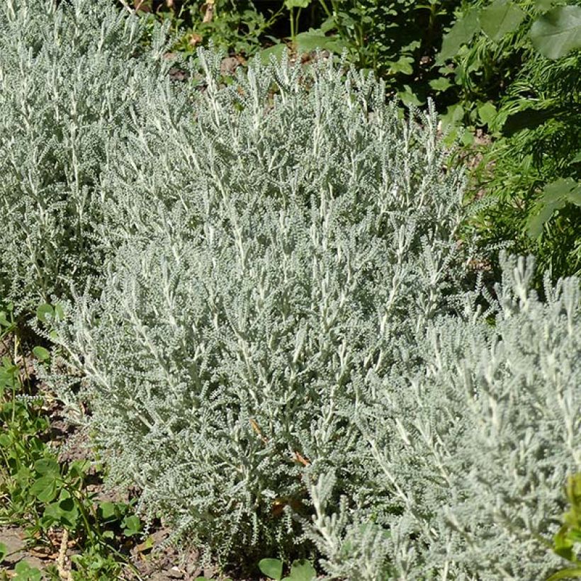 Santolina chamaecyparissus - Santoline argentée   (Plant habit)