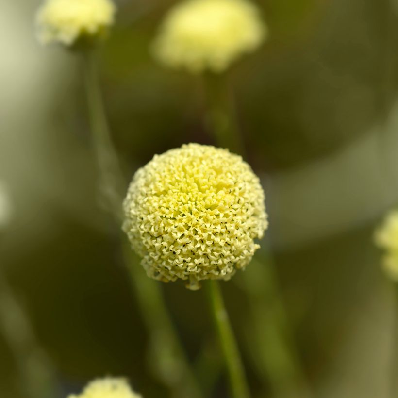 Santolina rosmarinifolia - Santoline à feuilles de romarin (Flowering)