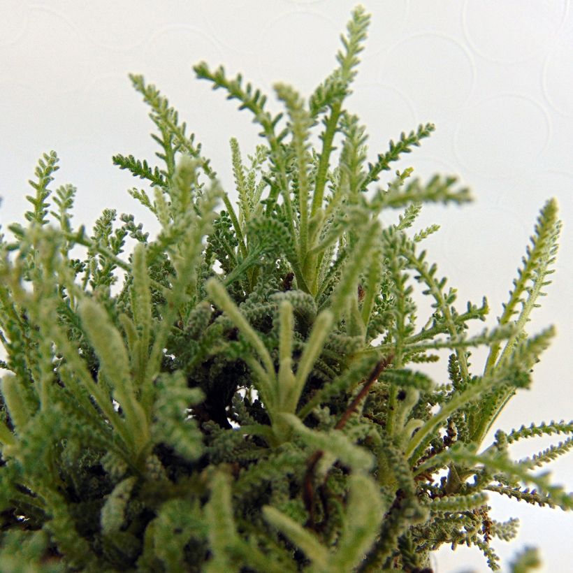Santolina serratifolia - Santoline (Foliage)