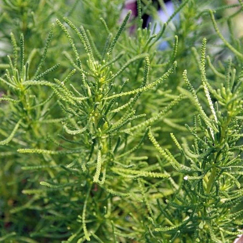 Santolina virens - Santoline à feuilles de romarin (Foliage)
