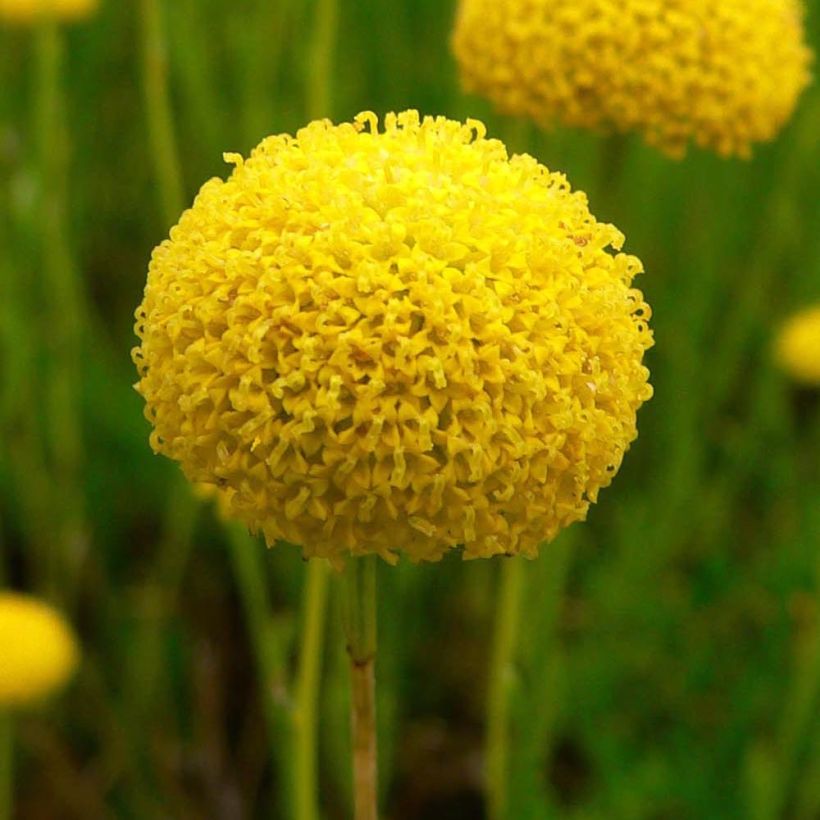 Santolina virens - Santoline à feuilles de romarin (Flowering)