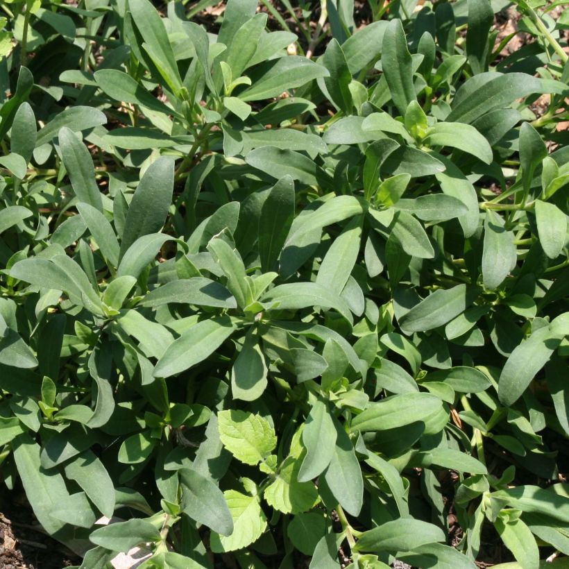Saponaire Max Frei (Foliage)