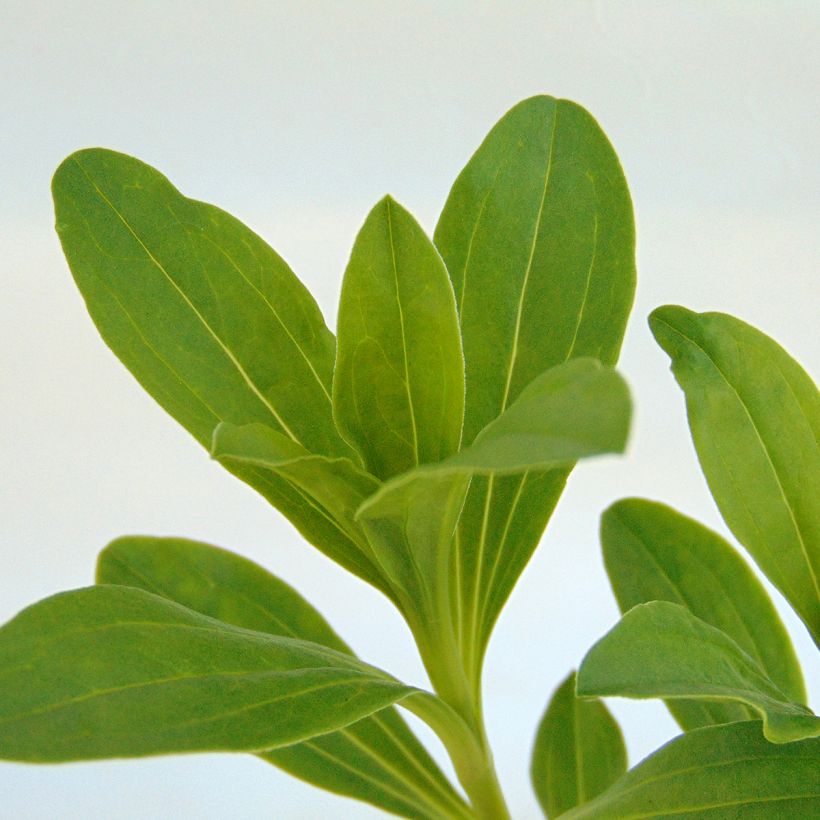 Saponaria officinalis Rosea Plena - Saponaire officinale semi-double rose clair (Foliage)