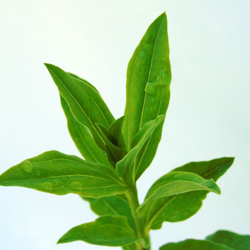 Saponaria officinalis - Saponaire officinale (Foliage)