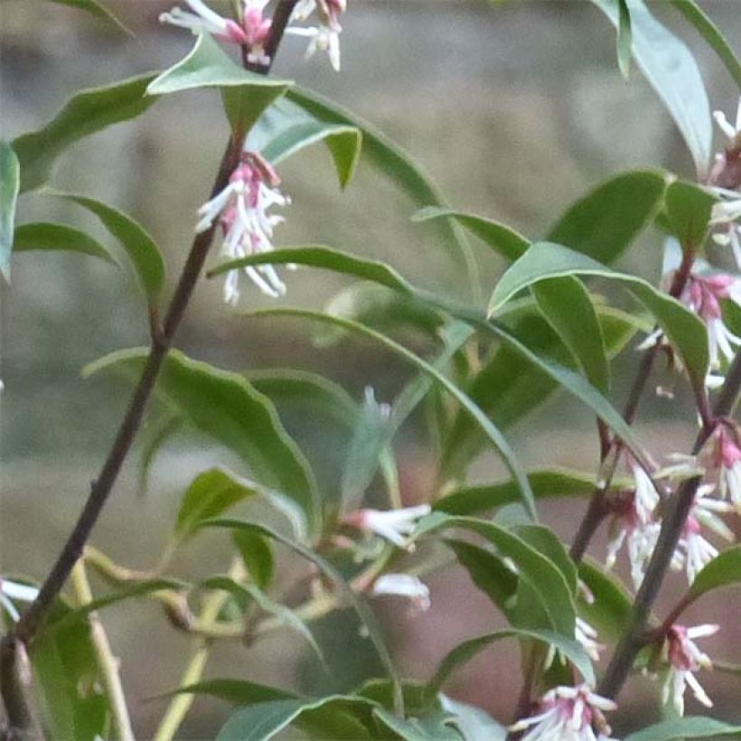 Sarcococca hookeriana Purple Stem (Foliage)
