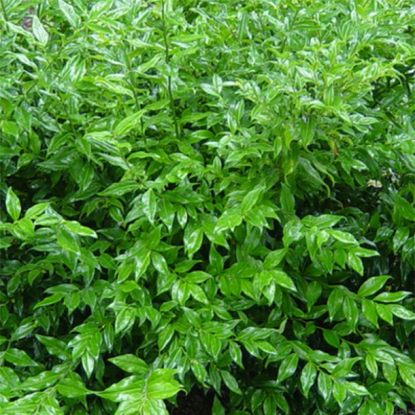 Sarcococca ruscifolia - Sarcocoque à feuilles de Ruscus (Foliage)