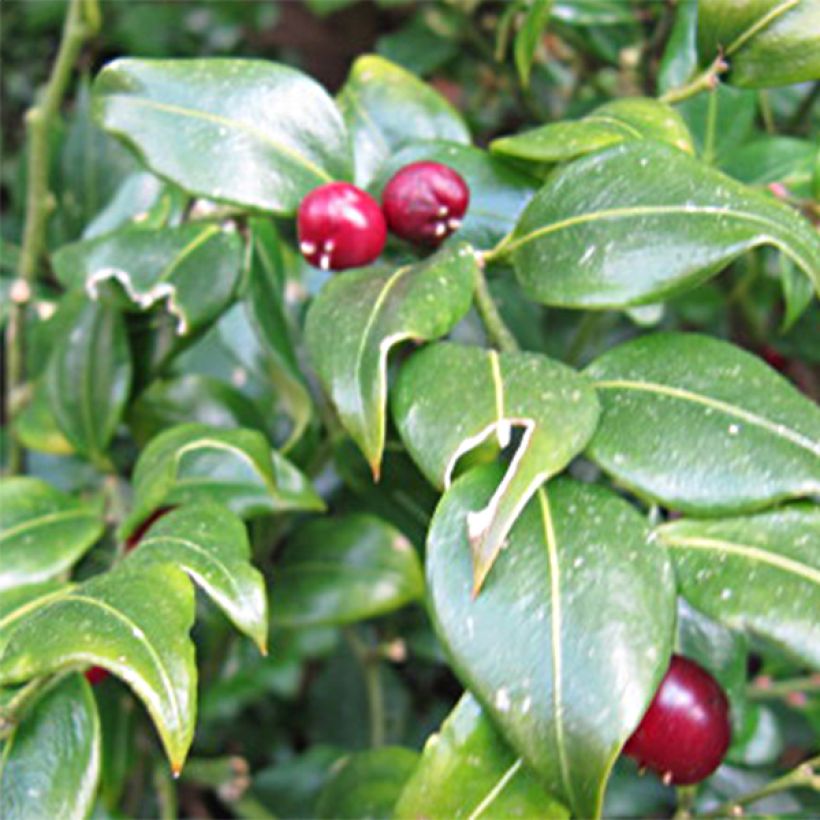 Sarcococca ruscifolia - Sarcocoque à feuilles de Ruscus (Flowering)