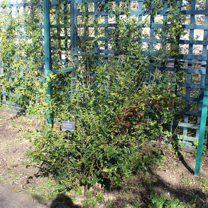Sarcococca ruscifolia - Sarcocoque à feuilles de Ruscus (Plant habit)
