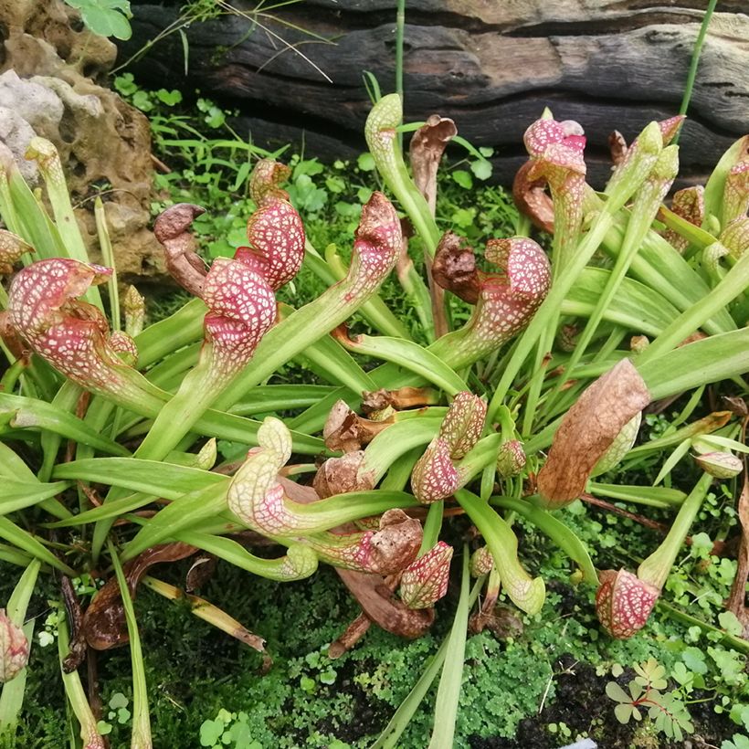 Sarracenia Scarlet Belle - Sarracénie, plante carnivore (Plant habit)