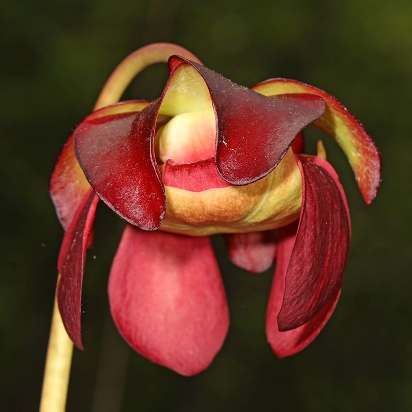 Sarracenia purpurea venosa - Sarracénie pourpre, plante carnivore (Flowering)