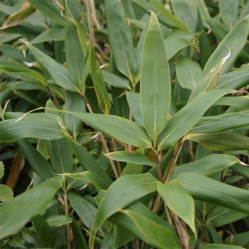 Sasa kurilensis - Bambou nain (Foliage)