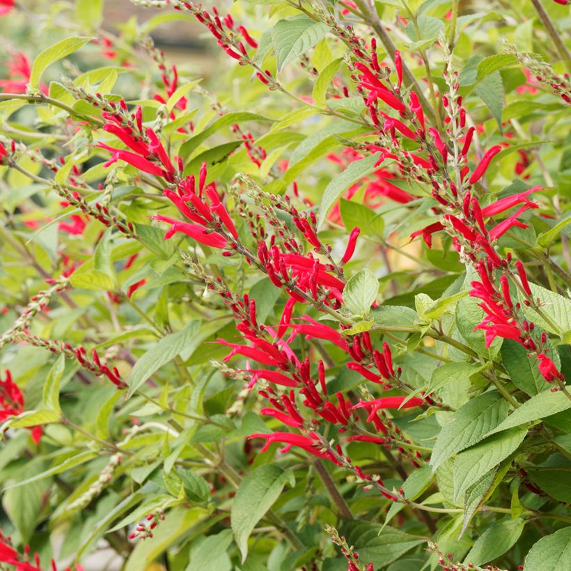 Sauge Ananas - Salvia elegans (Flowering)