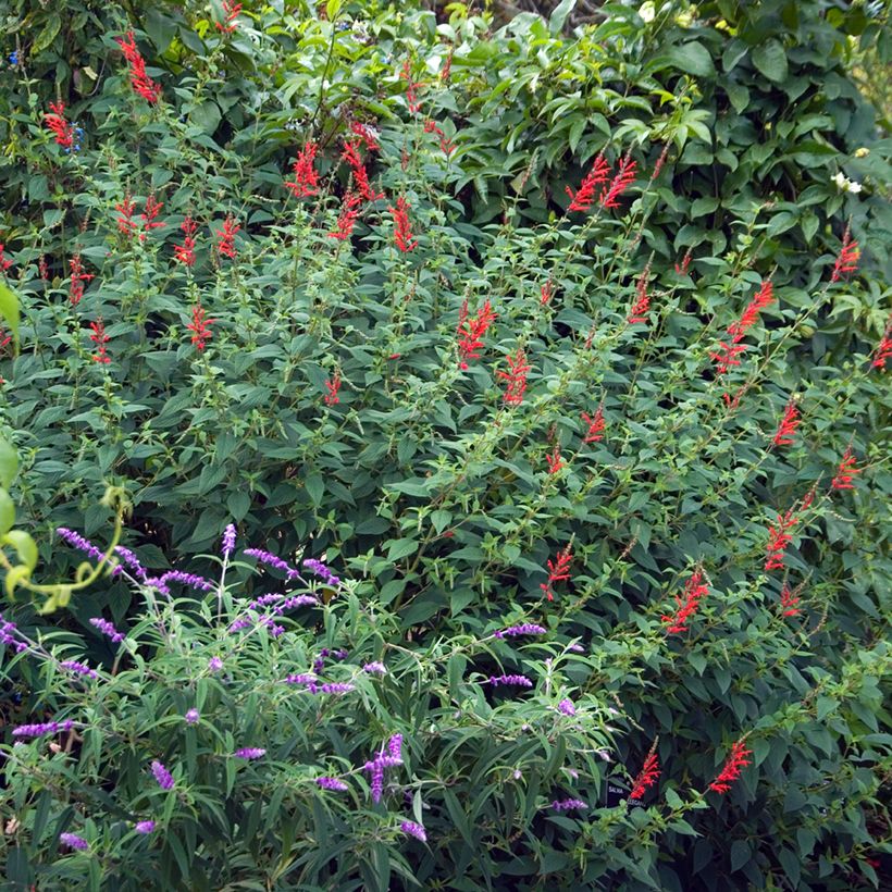 Sauge Ananas - Salvia elegans (Plant habit)