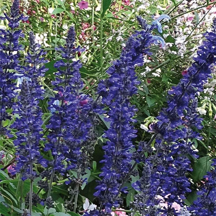 Sauge Big Blue (Flowering)