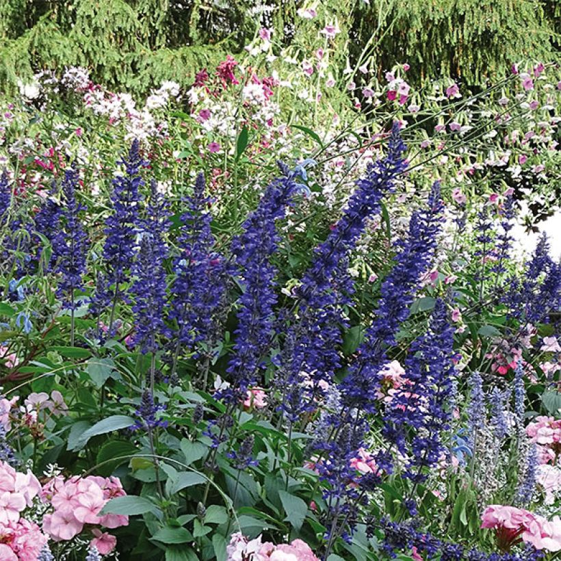 Sauge Big Blue (Plant habit)