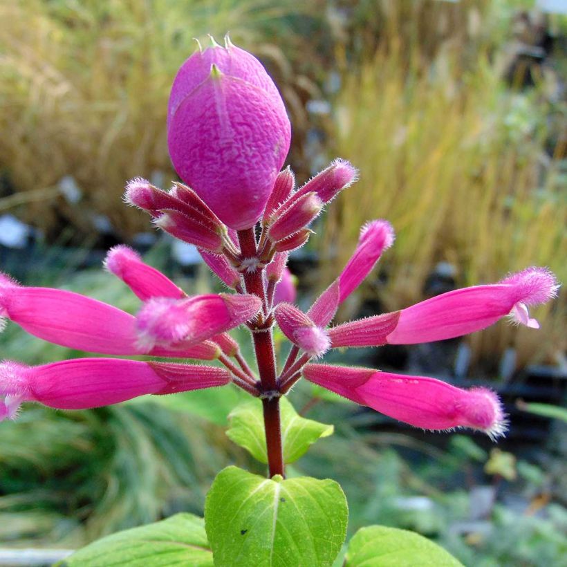 Sauge - Salvia involucrata Bethelii (Flowering)