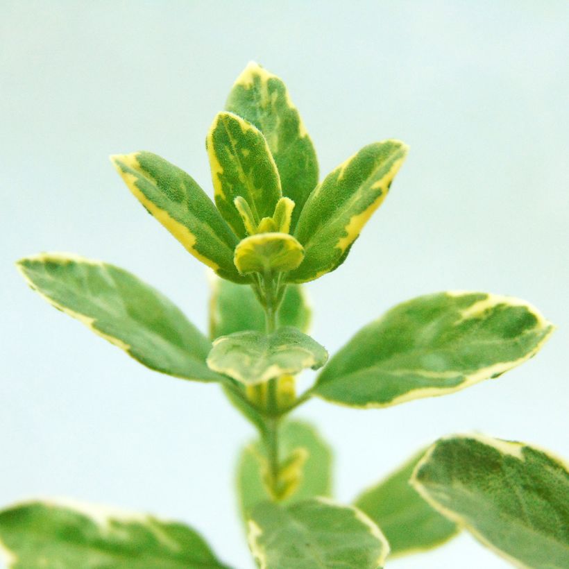 Sauge, Salvia microphylla Caramba (Foliage)