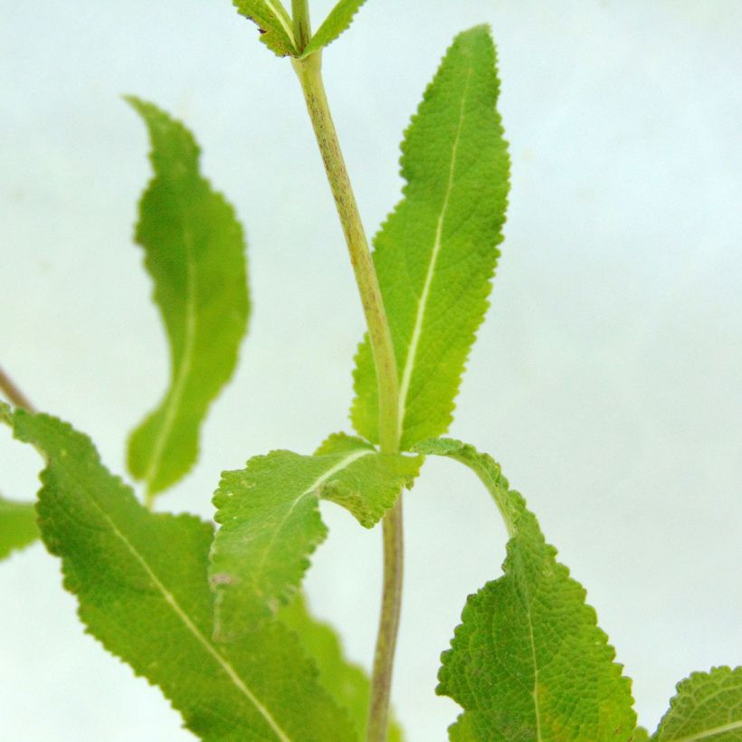 Sauge - Salvia nemorosa Amethyst (Foliage)
