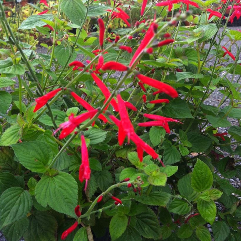 Sauge Tangerine goût d'orange - Salvia elegans (Plant habit)