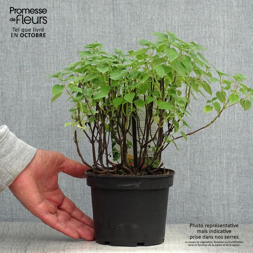 Example of Sauge Tangerine goût d'orange - Salvia elegans Pot de 1,5L/2L as you get in automne