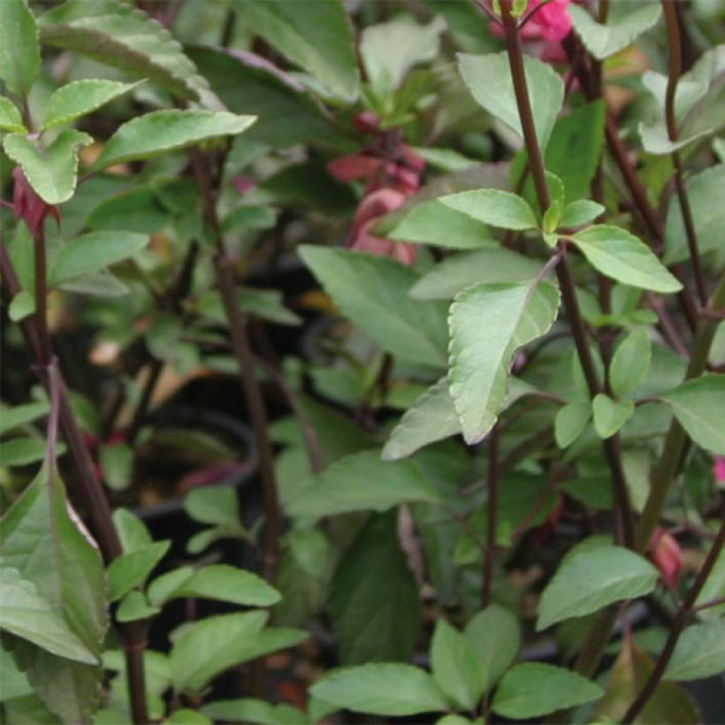 Sauge hybride Wendy's Wish (Foliage)