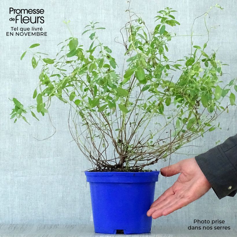Example of Sauge arbustive Blue Note - Salvia microphylla Pot de 2L/3L as you get in automne