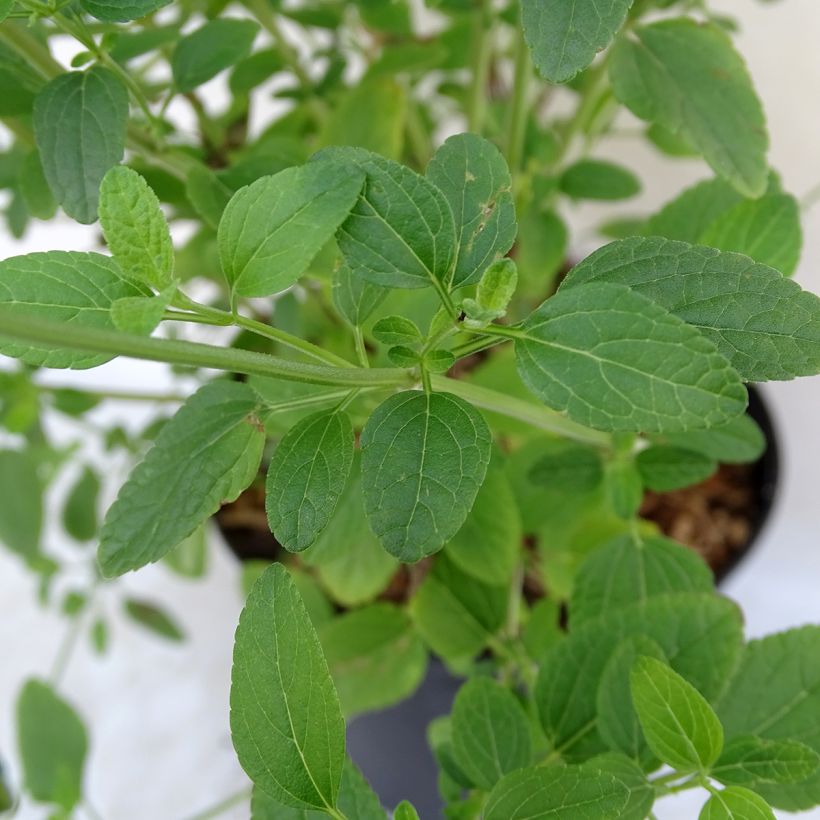 Sauge arbustive Pink Lips (Jeremy) - Salvia microphylla (Foliage)