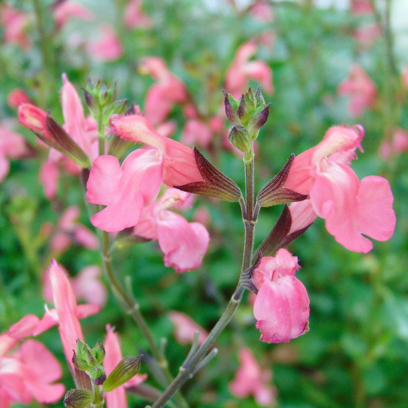 Sauge arbustive Pluenn - Salvia jamensis (Flowering)