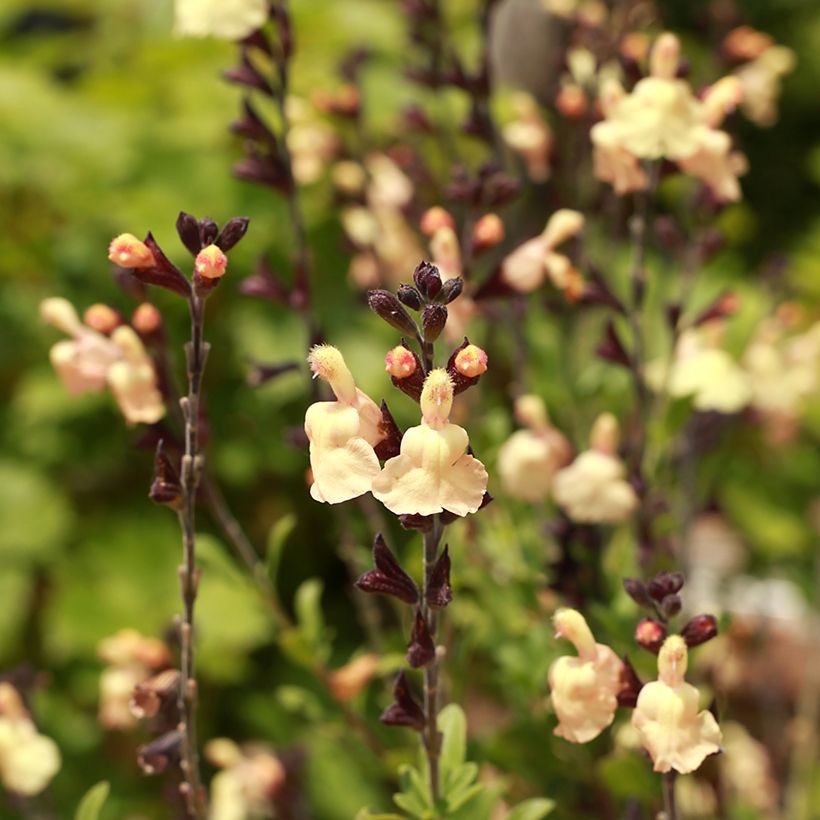 Sauge arbustive - Salvia greggii Mirage Cream (Flowering)