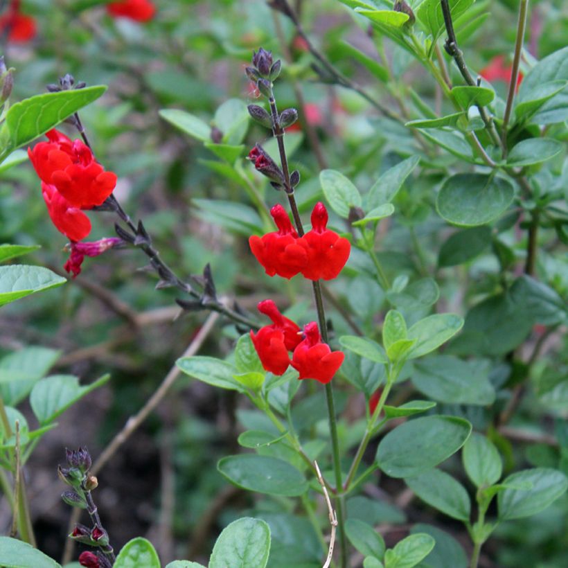 Sauge arbustive - Salvia microphylla Royal Bumble (Flowering)