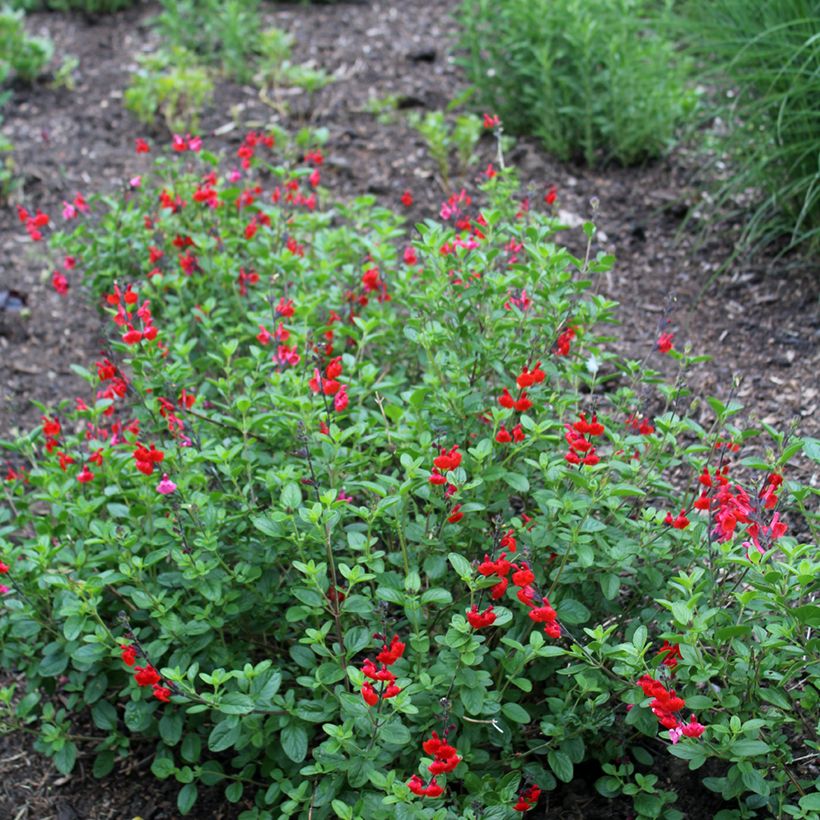 Sauge arbustive - Salvia microphylla Royal Bumble (Plant habit)