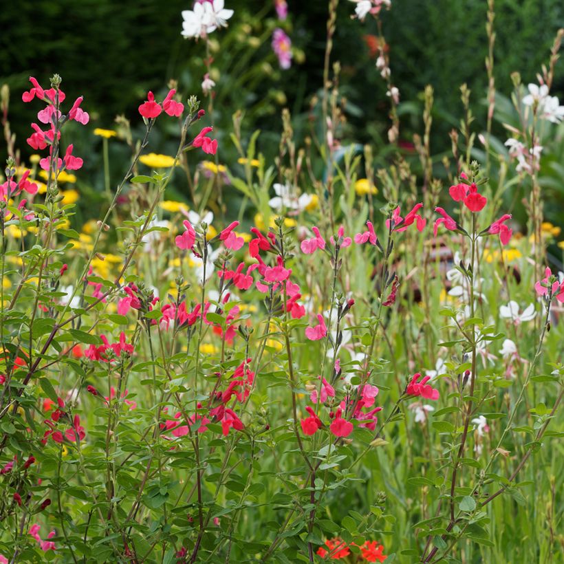 Sauge arbustive - Salvia microphylla grahamii (Plant habit)