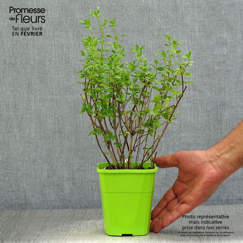 Example of Sauge arbustive So Cool Pale Blue - Salvia microphylla Pot de 1L/1,5L as you get in automne