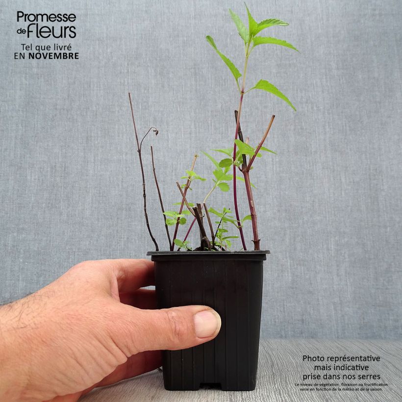 Example of Sauge des marais - Salvia uliginosa Godet de 7/8 cm as you get in automne