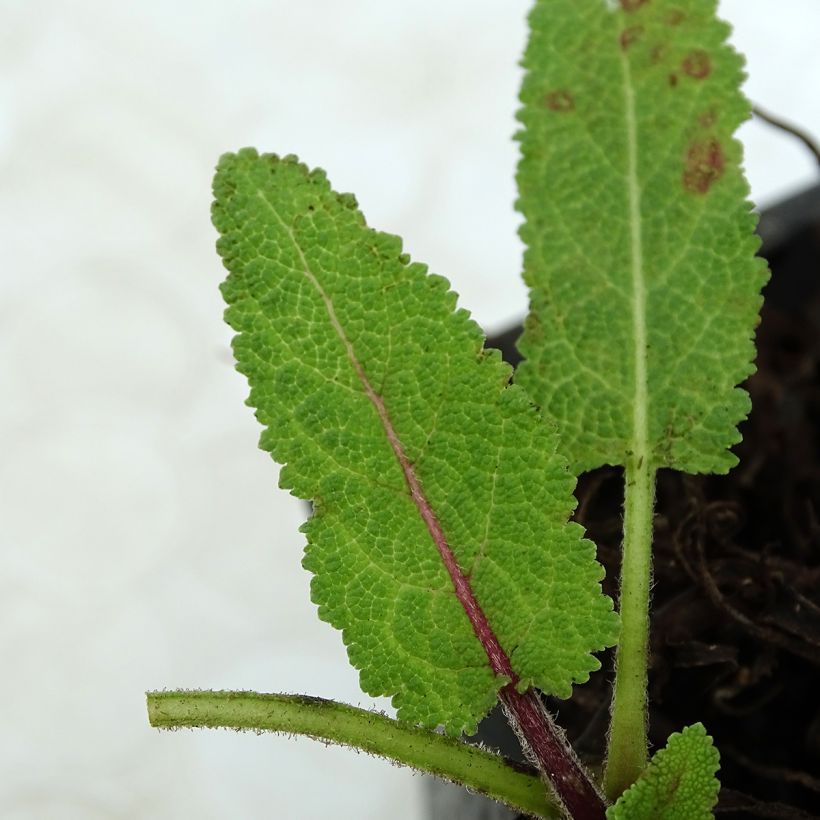 Sauge des prés - Salvia pratensis Pink Delight® (Foliage)