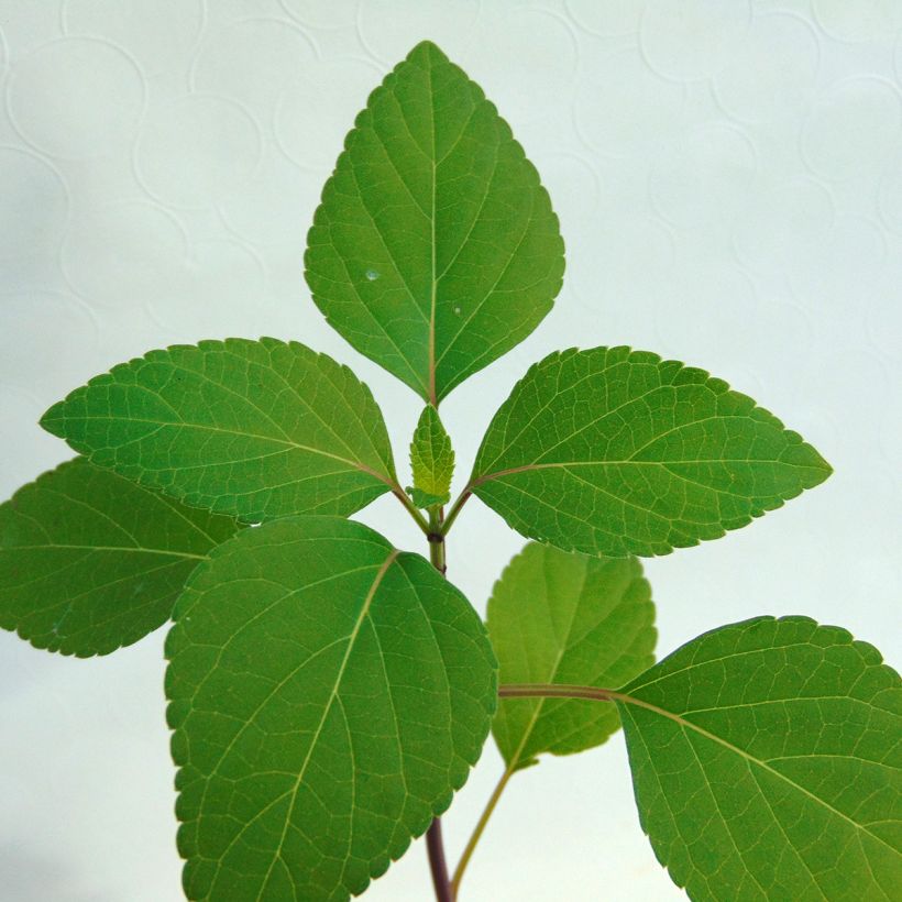 Sauge hybride Love and Wishes  (Foliage)