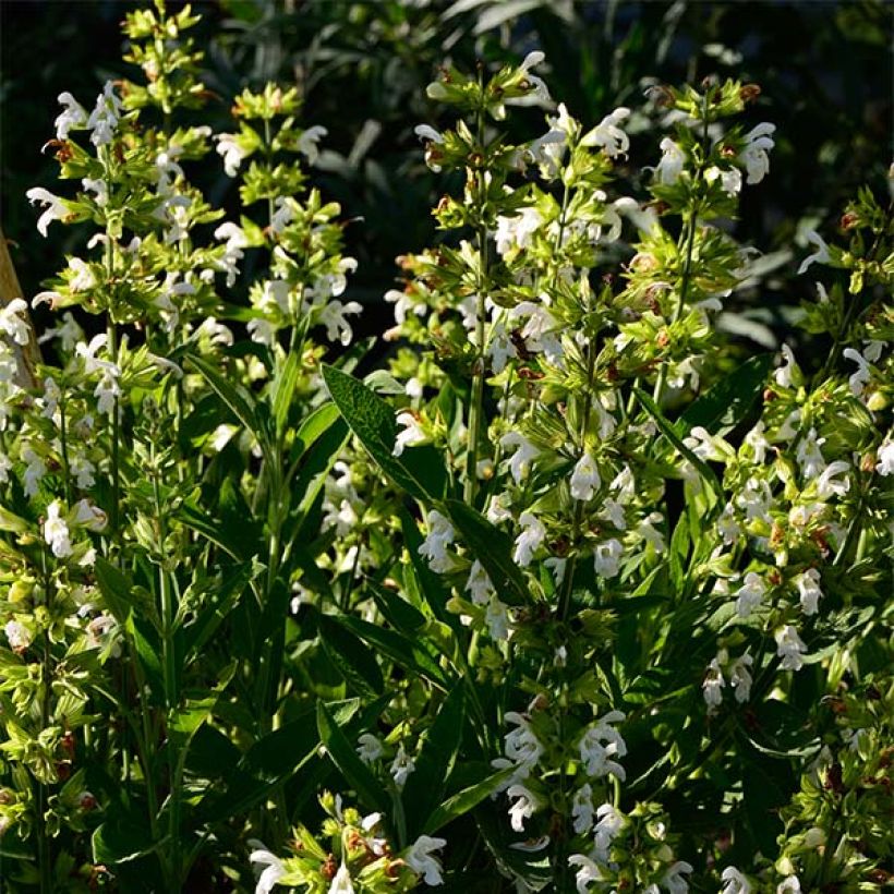 Sauge officinale Albiflora - Salvia officinalis (Plant habit)