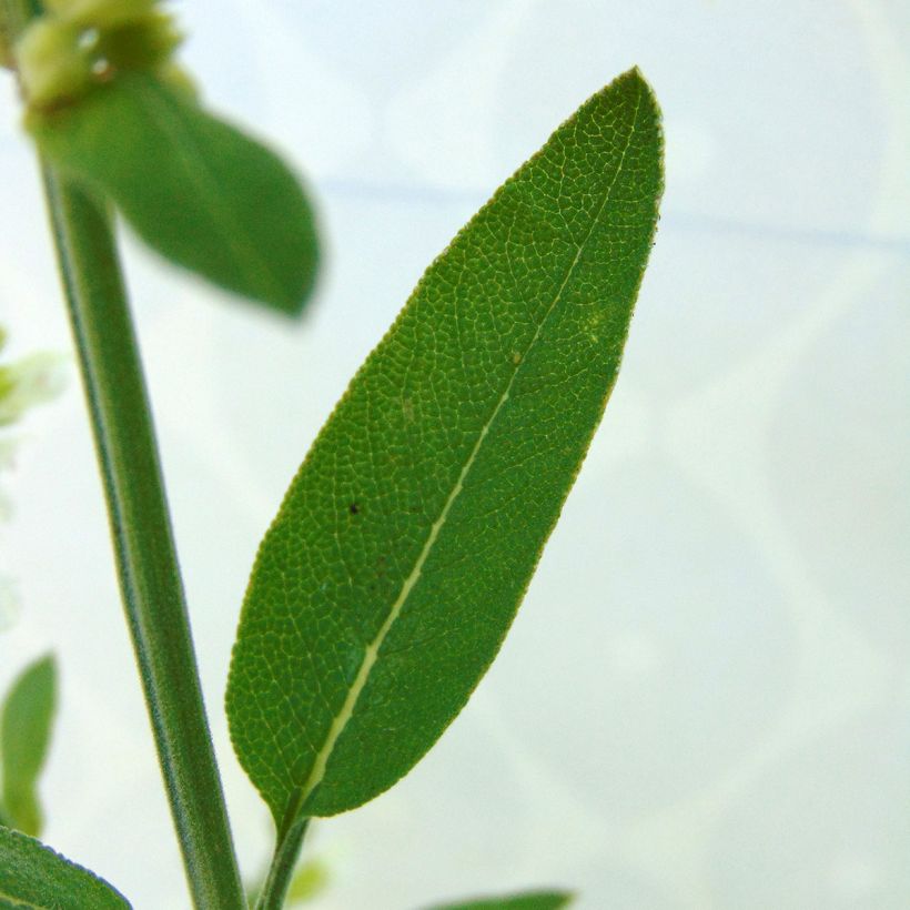 Sauge officinale Albiflora - Salvia officinalis (Foliage)